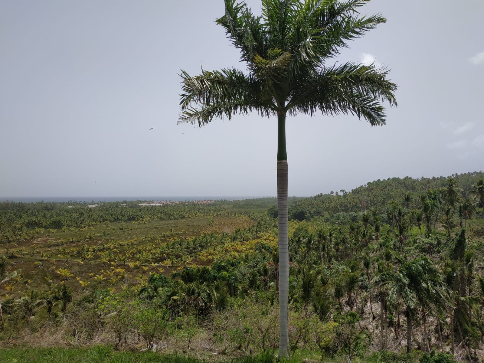 Terreno en una colina con vista al Atlántico en El Portillo, Las Terrenas — En venta