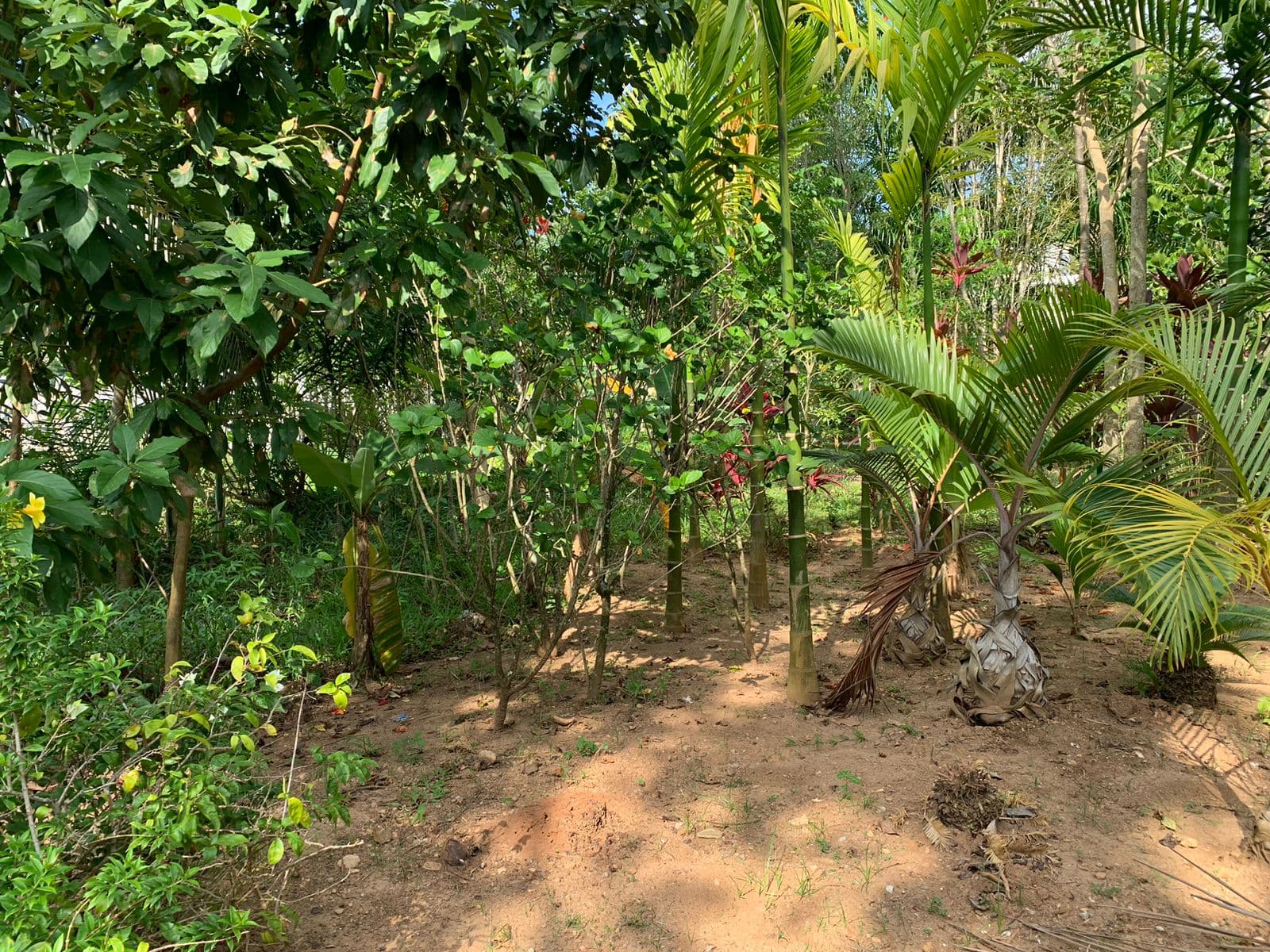 Increíble oportunidad de terreno cerca de la playa en Bonita, Las Terrenas — En venta